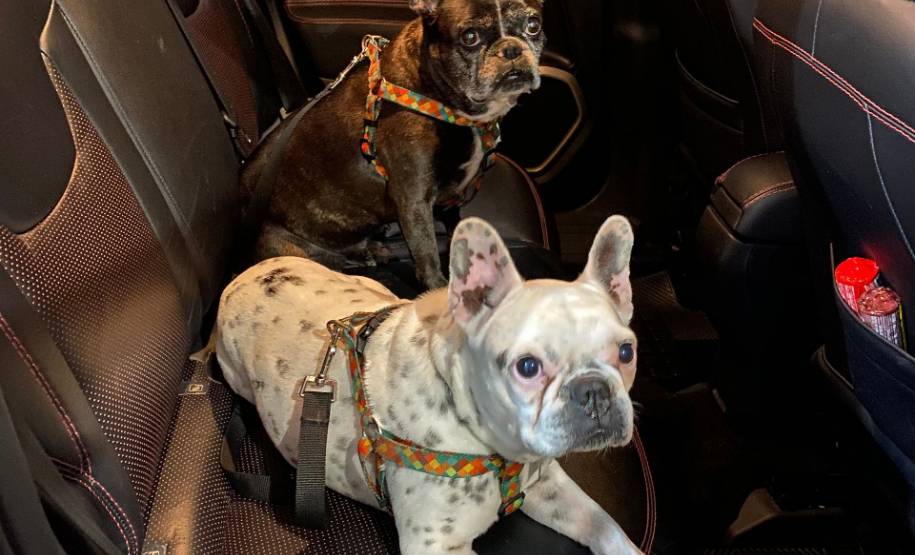 Detran orienta sobre forma correta de transportar animais