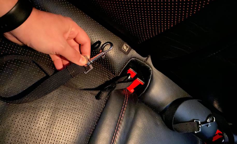 Detran orienta sobre forma correta de transportar animais