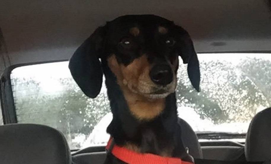 Transportar animais no carro requer atenção e cuidado